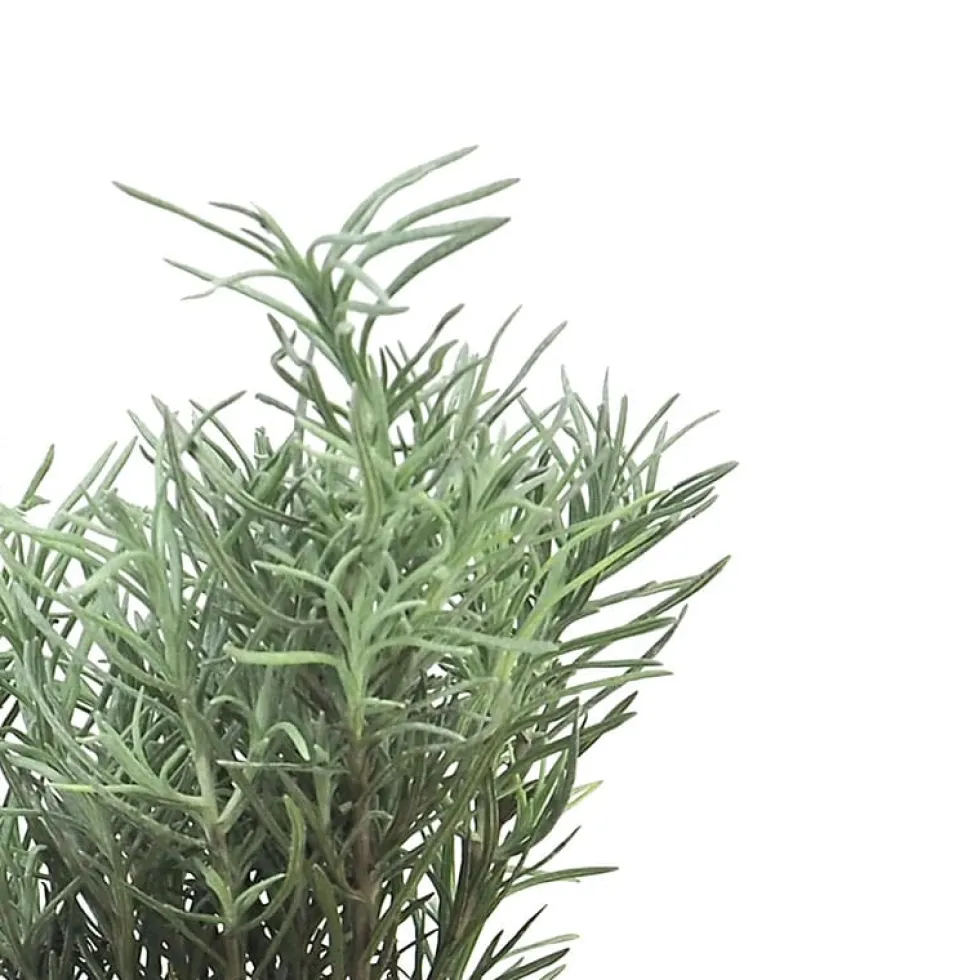 Curry (helichrysum italicum) - Planta aromática