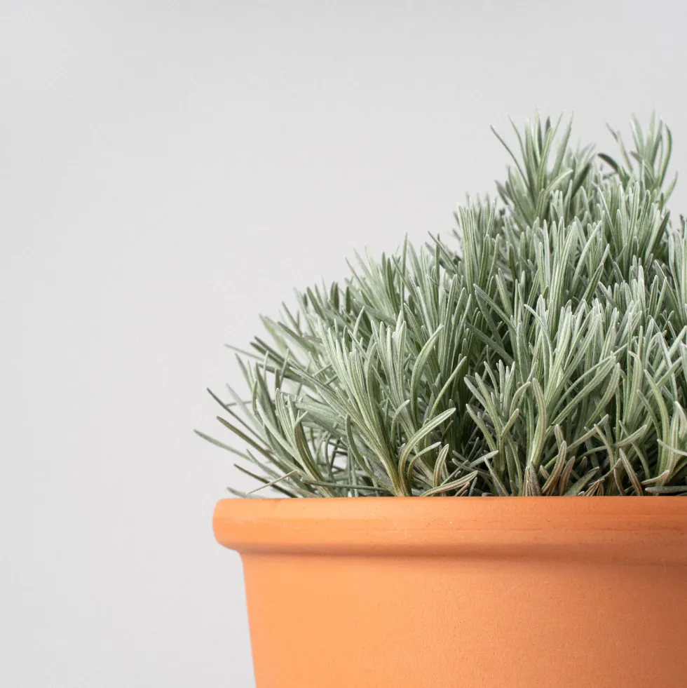 Curry (helichrysum italicum) - Planta aromática