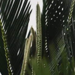Cycas revoluta
