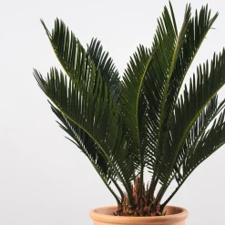 Cycas revoluta
