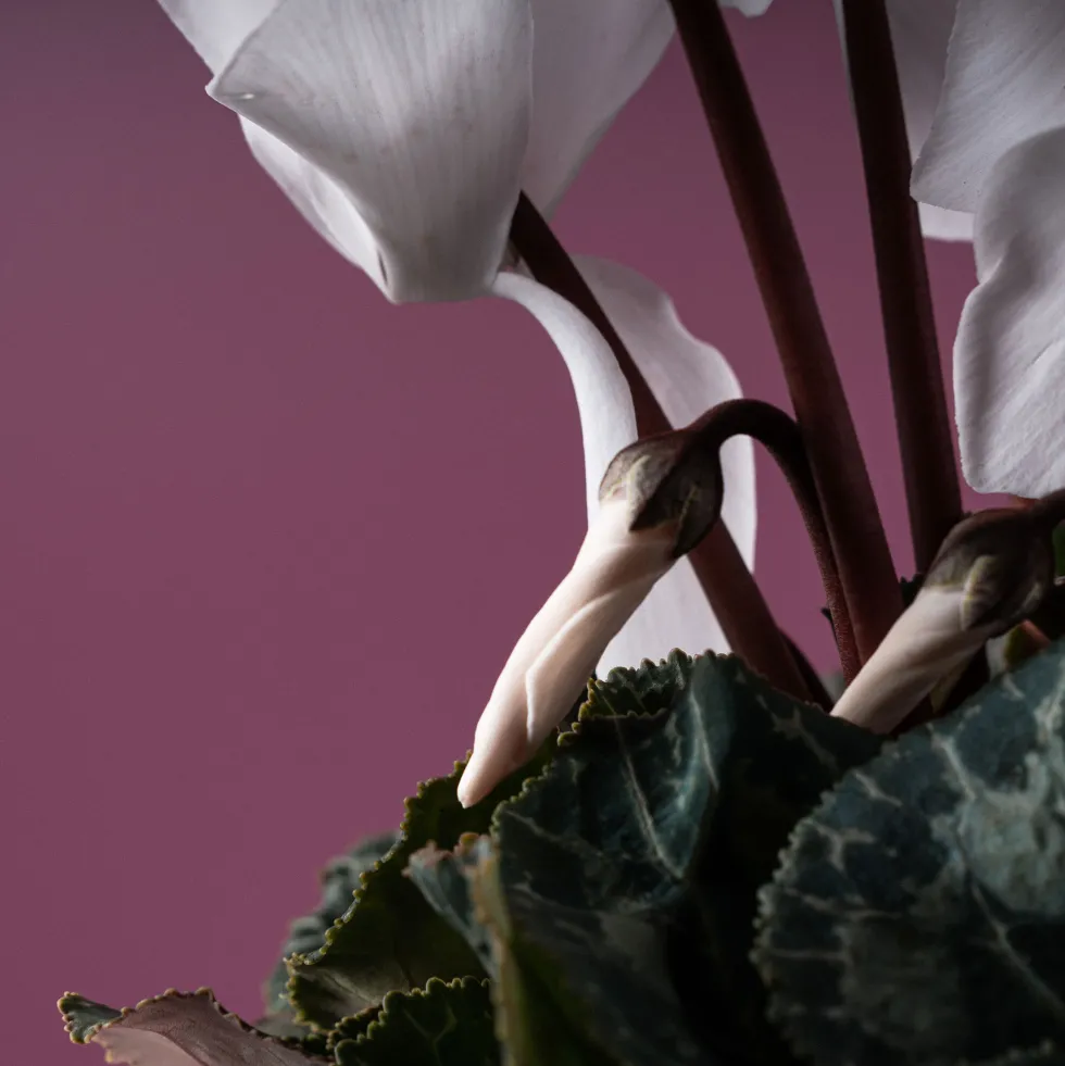Cyclamen 'Super Serie Allure' blanco