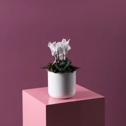 Cyclamen 'Super Serie Allure' blanco