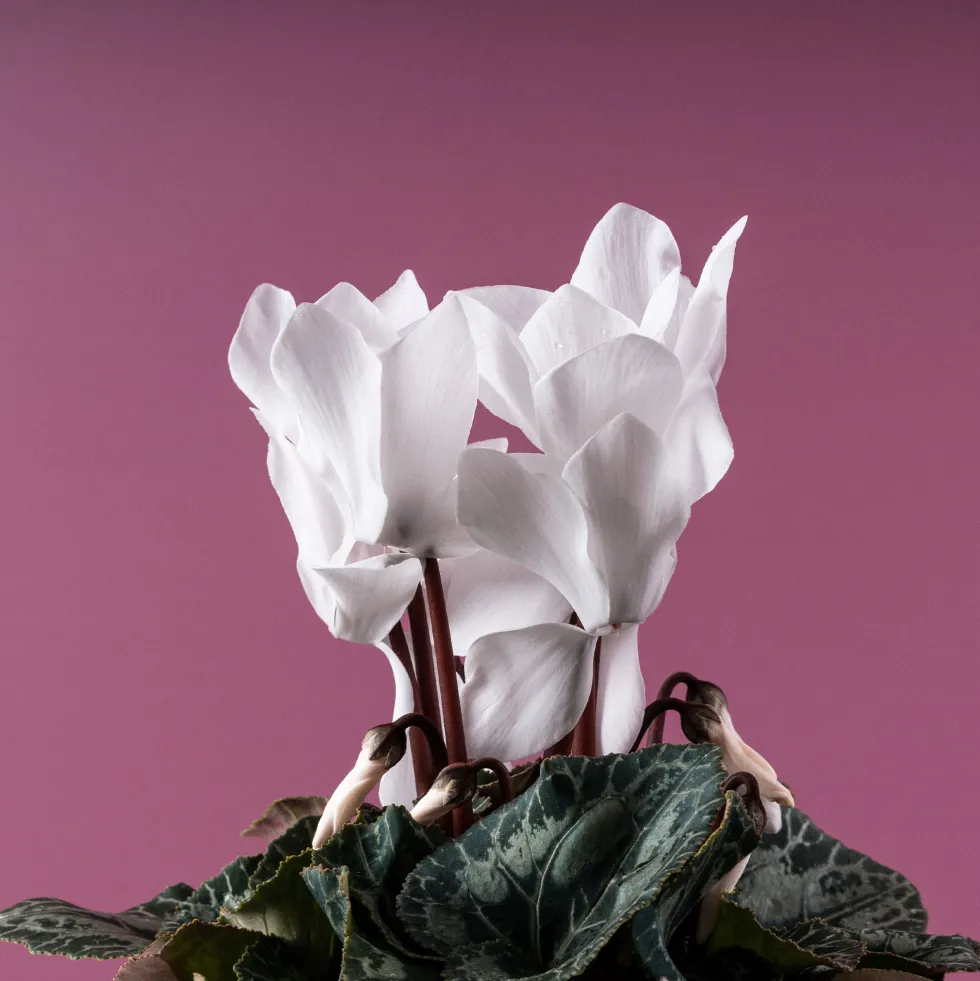 Cyclamen 'Super Serie Allure' blanco