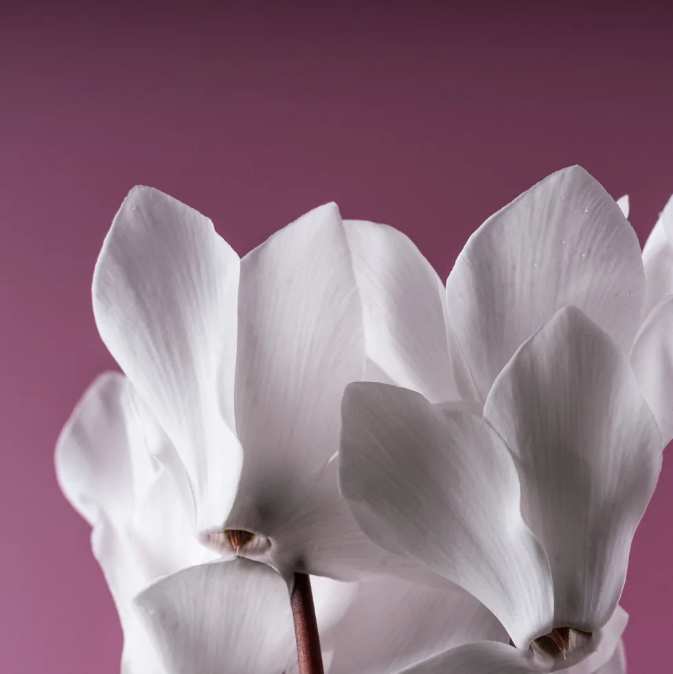 Cyclamen 'Super Serie Allure' blanco