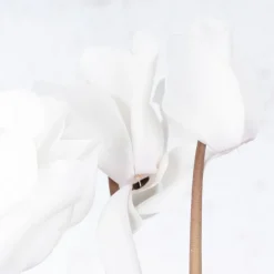 Cyclamen 'Super Serie Allure' blanco