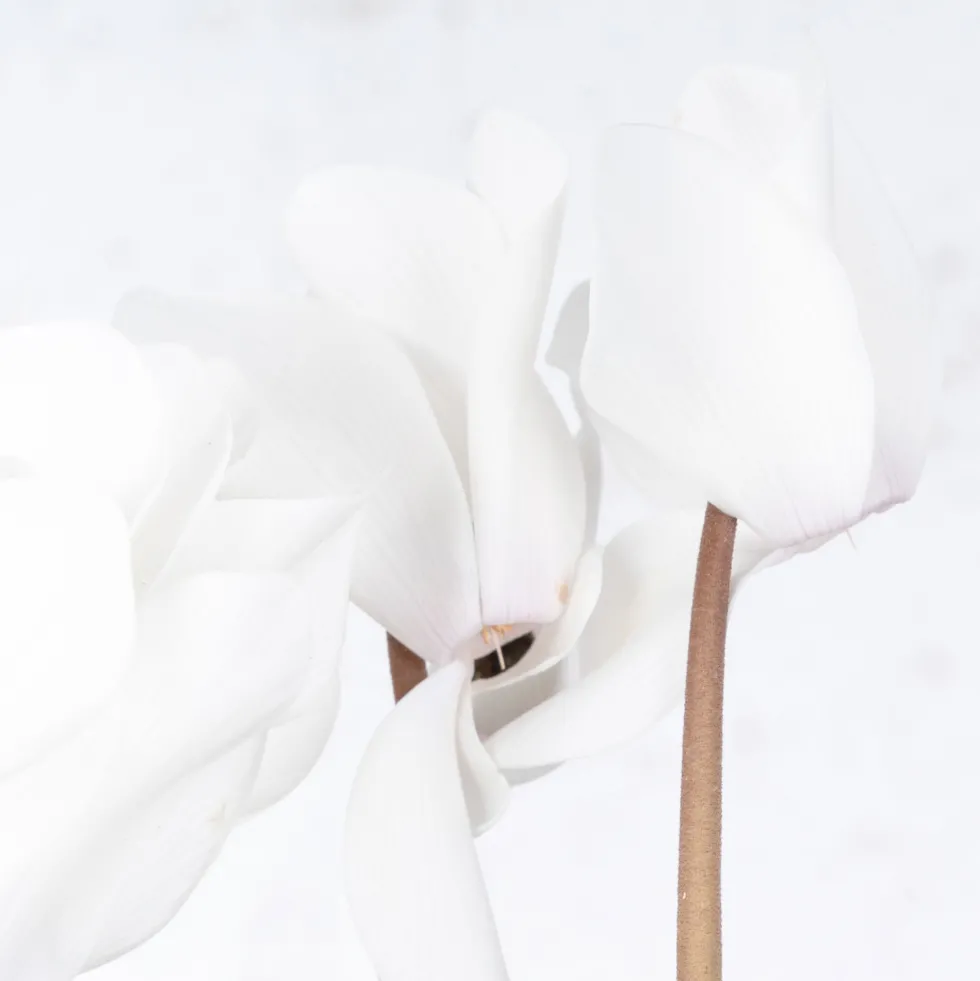 Cyclamen 'Super Serie Allure' blanco
