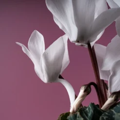 Cyclamen 'Super Serie Allure' blanco