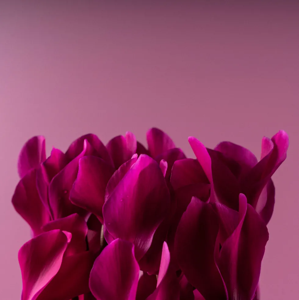 Cyclamen 'Super Serie Allure' morado