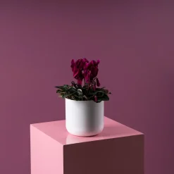 Cyclamen 'Super Serie Allure' morado