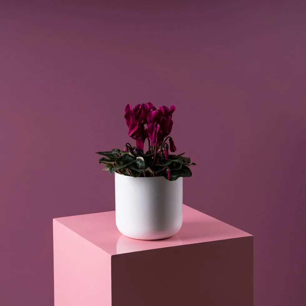 Cyclamen 'Super Serie Allure' morado