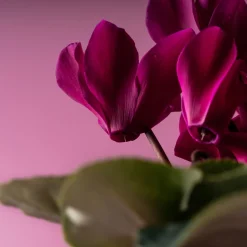 Cyclamen 'Super Serie Allure' morado