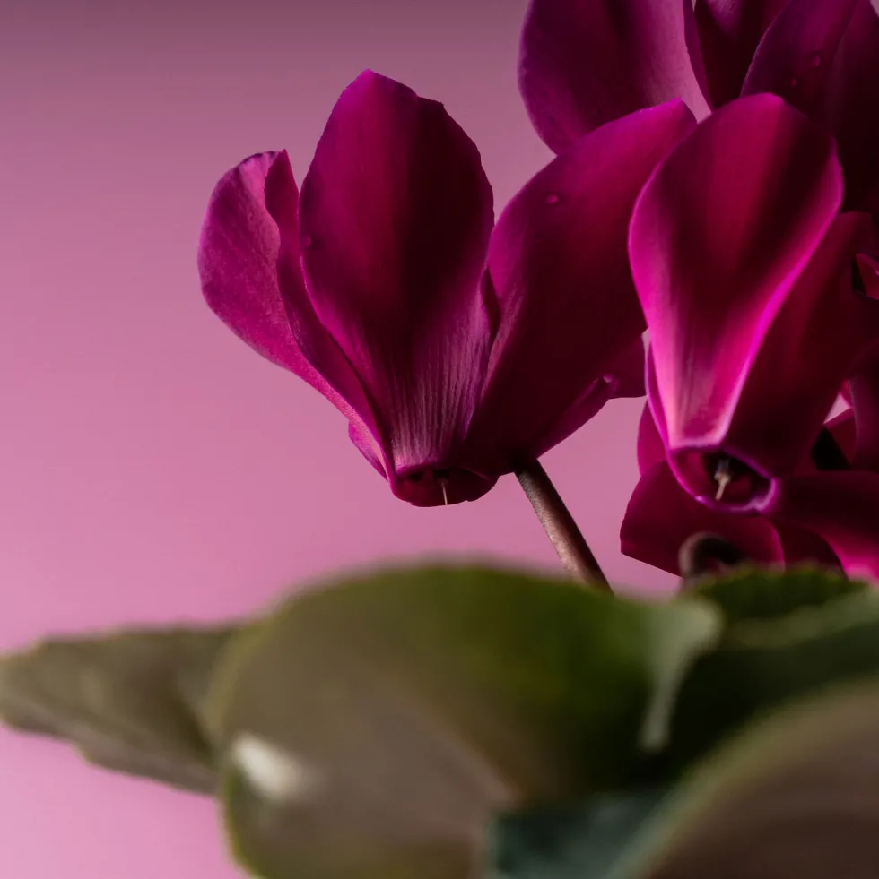 Cyclamen 'Super Serie Allure' morado
