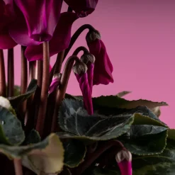 Cyclamen 'Super Serie Allure' morado