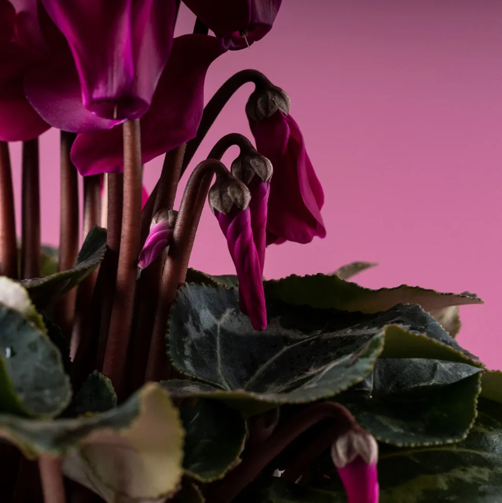 Cyclamen 'Super Serie Allure' morado