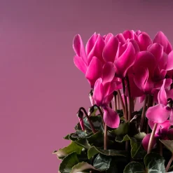 Cyclamen 'Super Serie Allure' rosa
