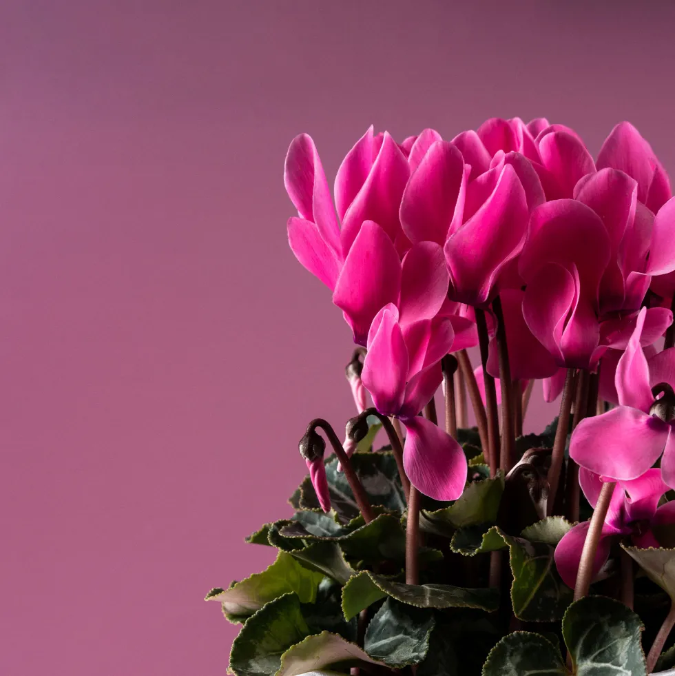 Cyclamen 'Super Serie Allure' rosa