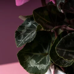Cyclamen 'Super Serie Allure' rosa