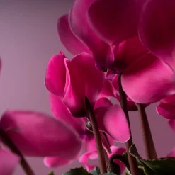 Cyclamen 'Super Serie Allure' rosa