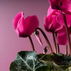 Cyclamen 'Super Serie Allure' rosa