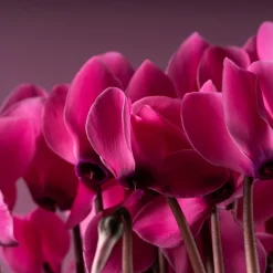 Cyclamen 'Super Serie Allure' rosa