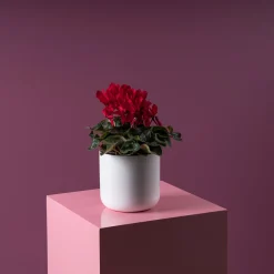 Cyclamen 'Super Serie Allure' rojo