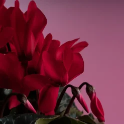 Cyclamen 'Super Serie Allure' rojo