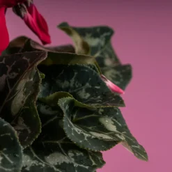 Cyclamen 'Super Serie Allure' rojo