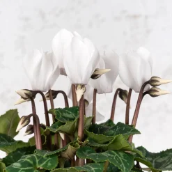 Cyclamen 'Super Serie Verano'