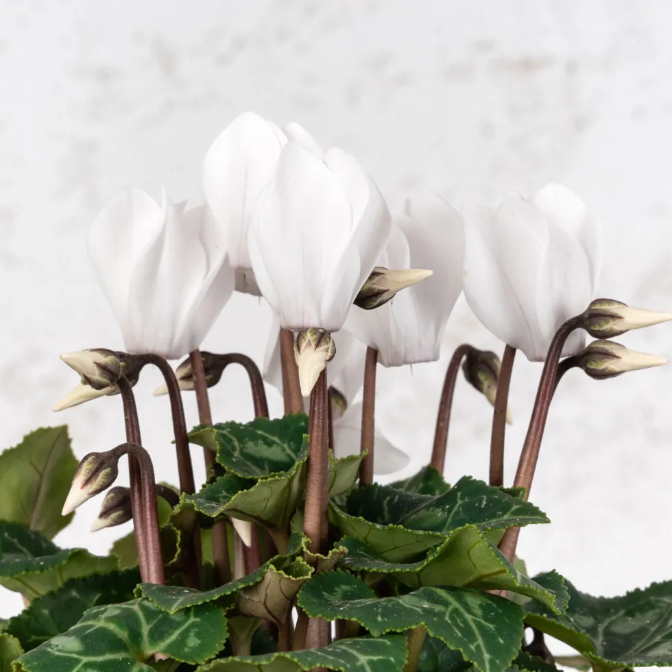 Cyclamen 'Super Serie Verano'