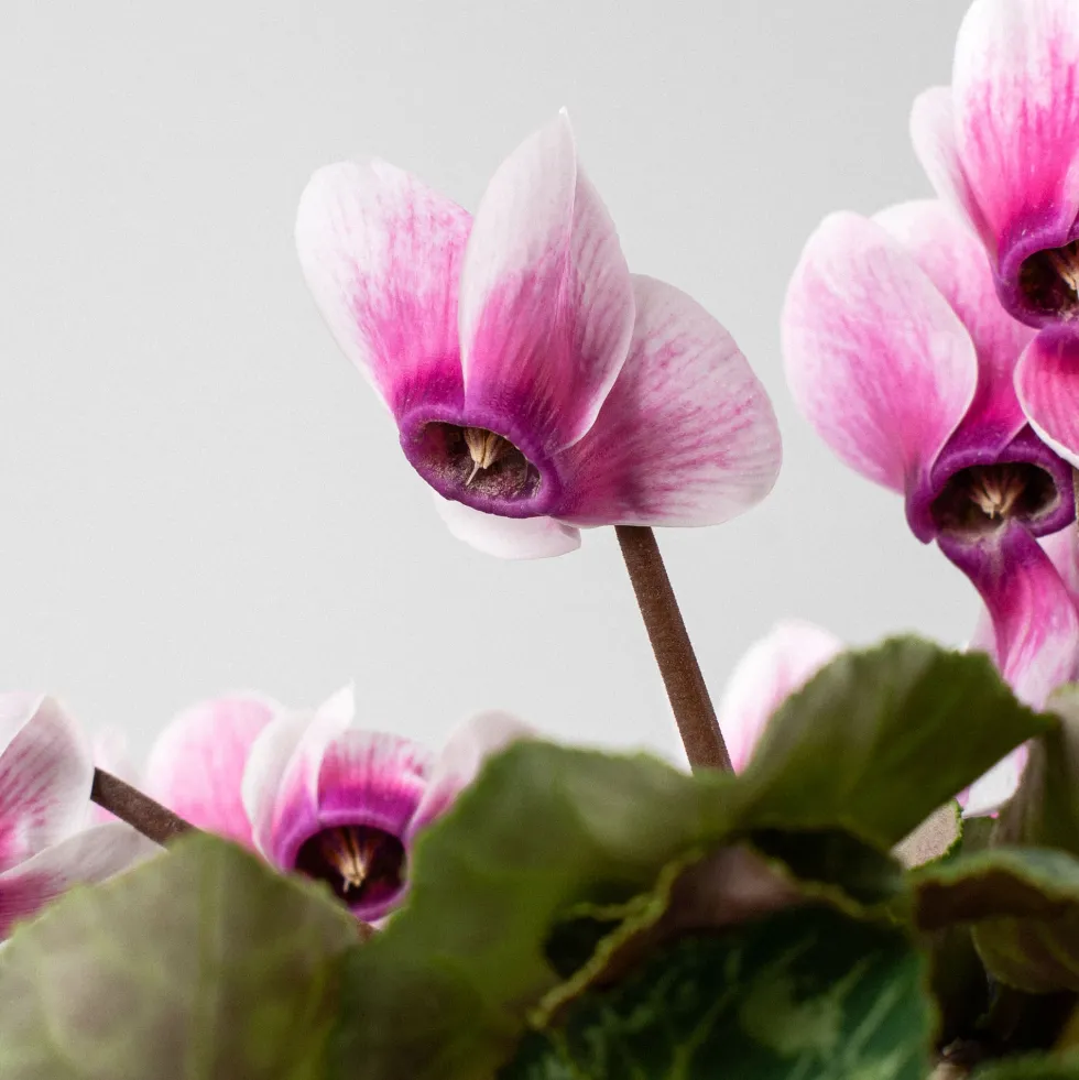 Cyclamen 'Super Serie Verano'