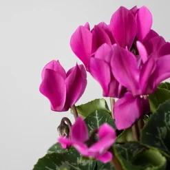 Cyclamen 'Super Serie Verano'