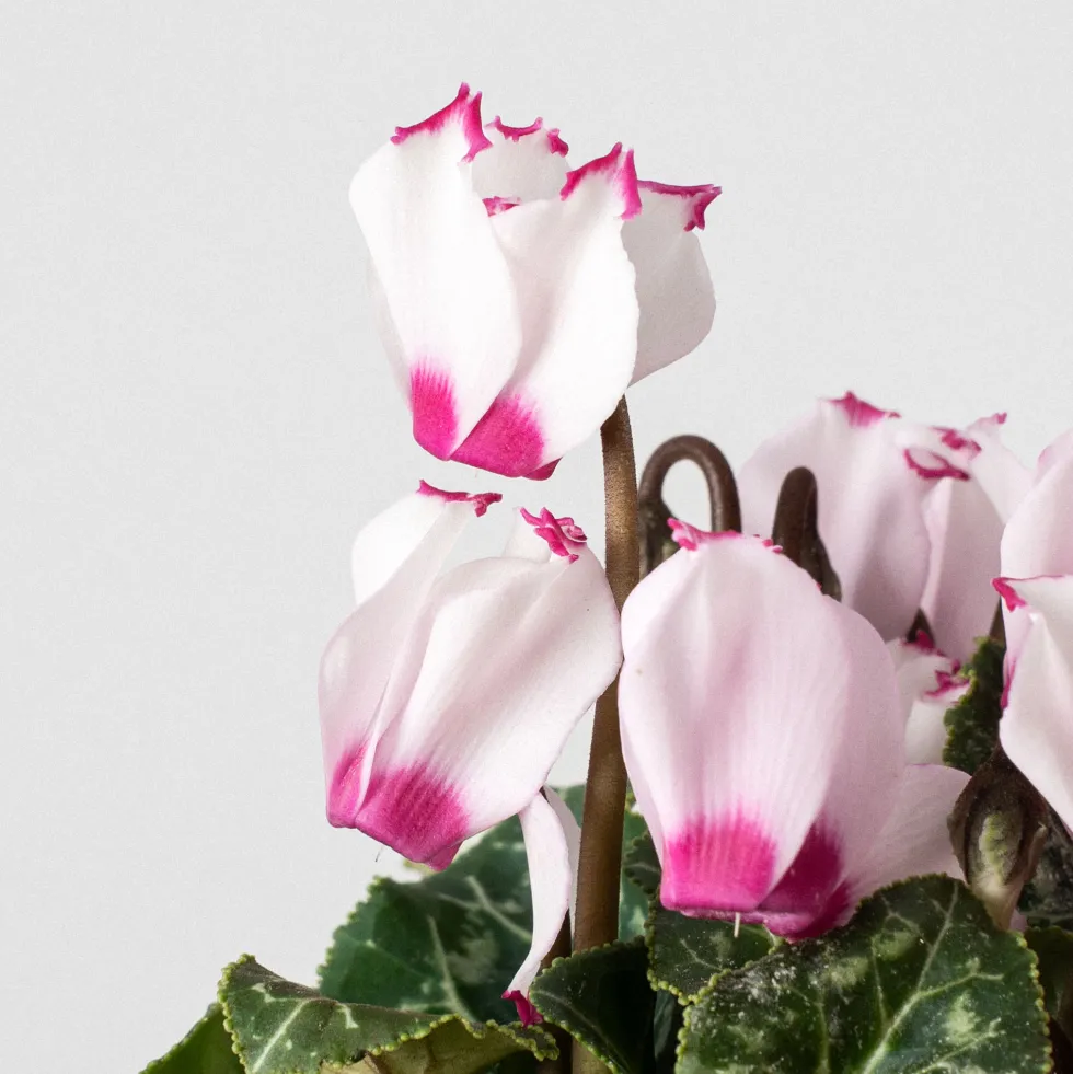 Cyclamen 'Super Serie Verano'