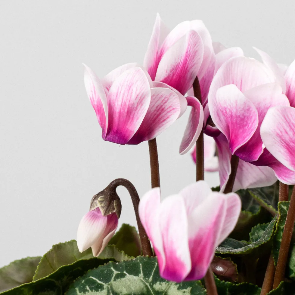 Cyclamen 'Super Serie Verano'