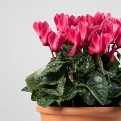 Cyclamen 'Super Serie Verano'