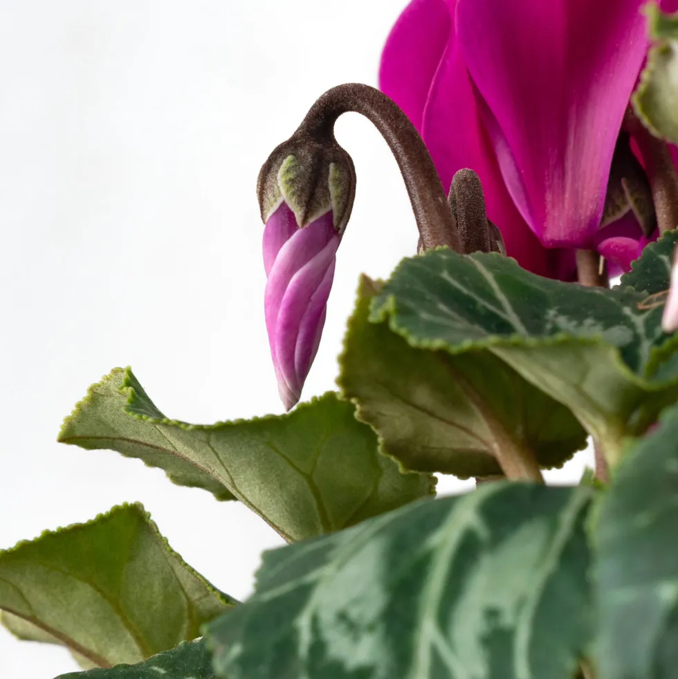 Cyclamen 'Super Serie Verano'