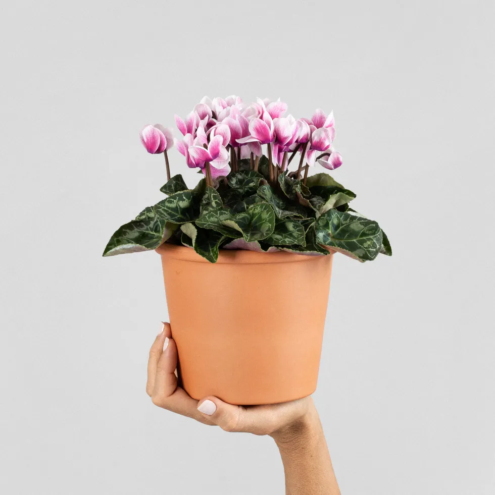 Cyclamen 'Super Serie Verano'