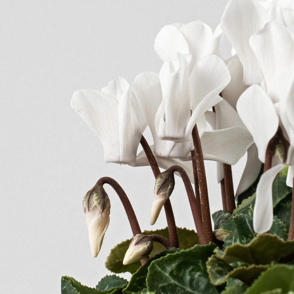 Cyclamen 'Super Serie Verano'