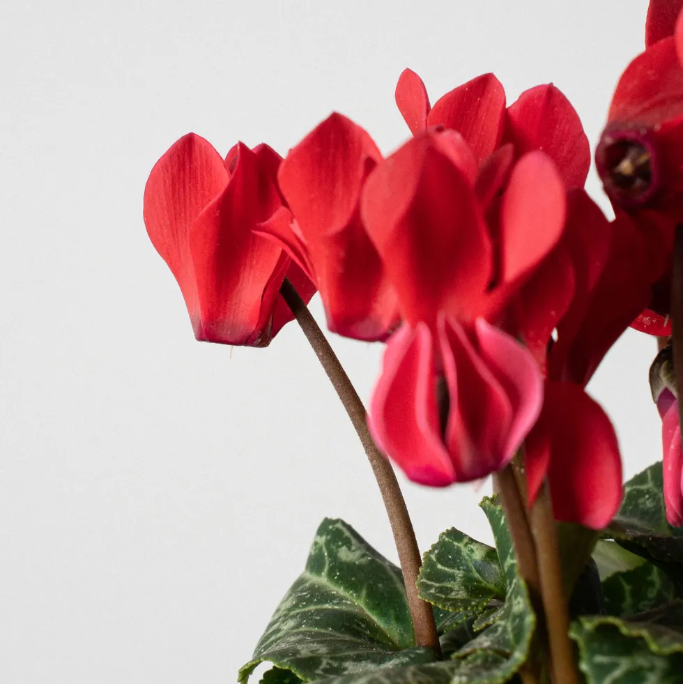 Cyclamen 'Super Serie Verano'