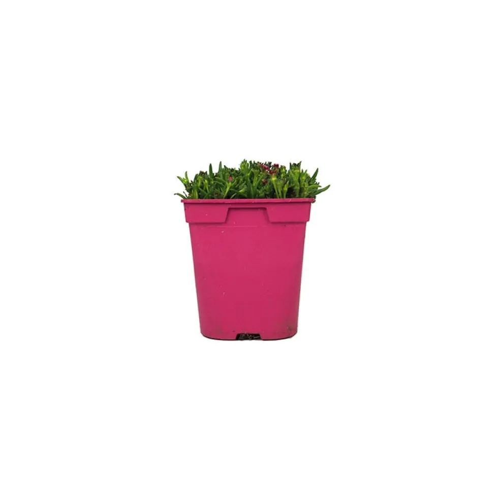 Delosperma cooperi