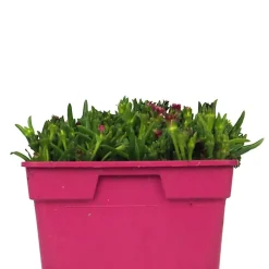 Delosperma cooperi