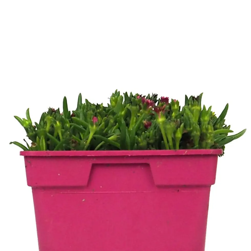 Delosperma cooperi