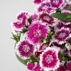 Dianthus barbatus - Clavel del poeta