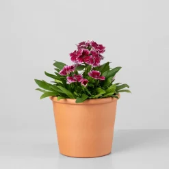 Dianthus barbatus - Clavel del poeta