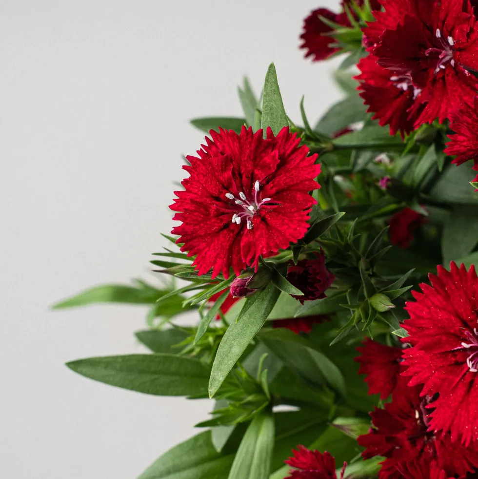 Dianthus barbatus - Clavel del poeta
