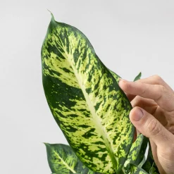 Dieffenbachia 'Mars Sublime'