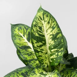 Dieffenbachia 'Mars Sublime'