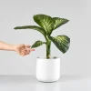 Dieffenbachia 'Tropic Lemon'