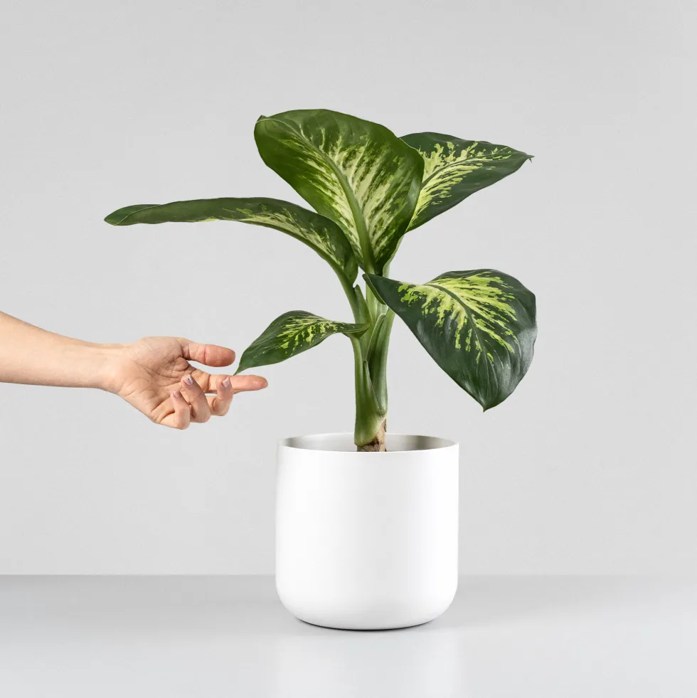 Dieffenbachia 'Tropic Lemon'