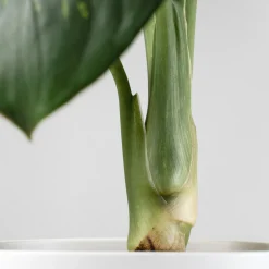 Dieffenbachia 'Tropic Lemon'