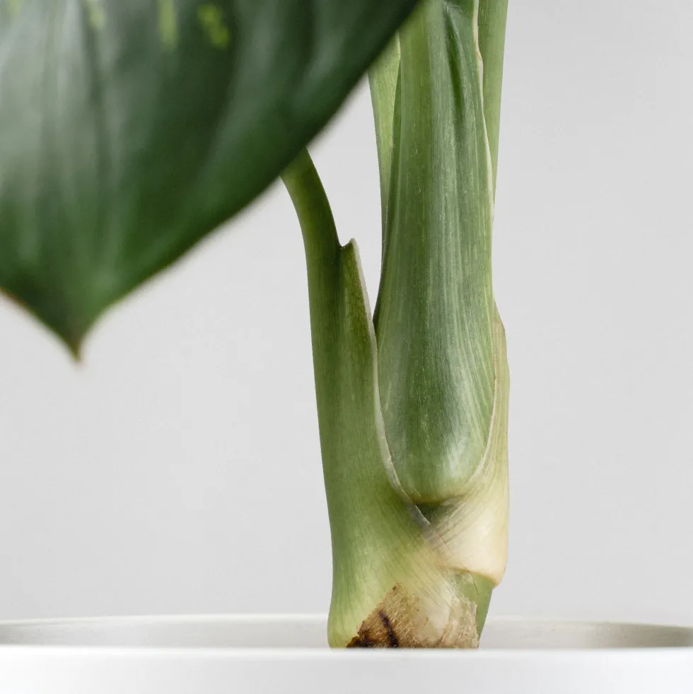 Dieffenbachia 'Tropic Lemon'